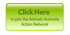Click here to join the Animals Australia Action Network