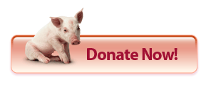 Donate Now!
